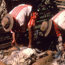 Todos Santos - Sheep Shearing